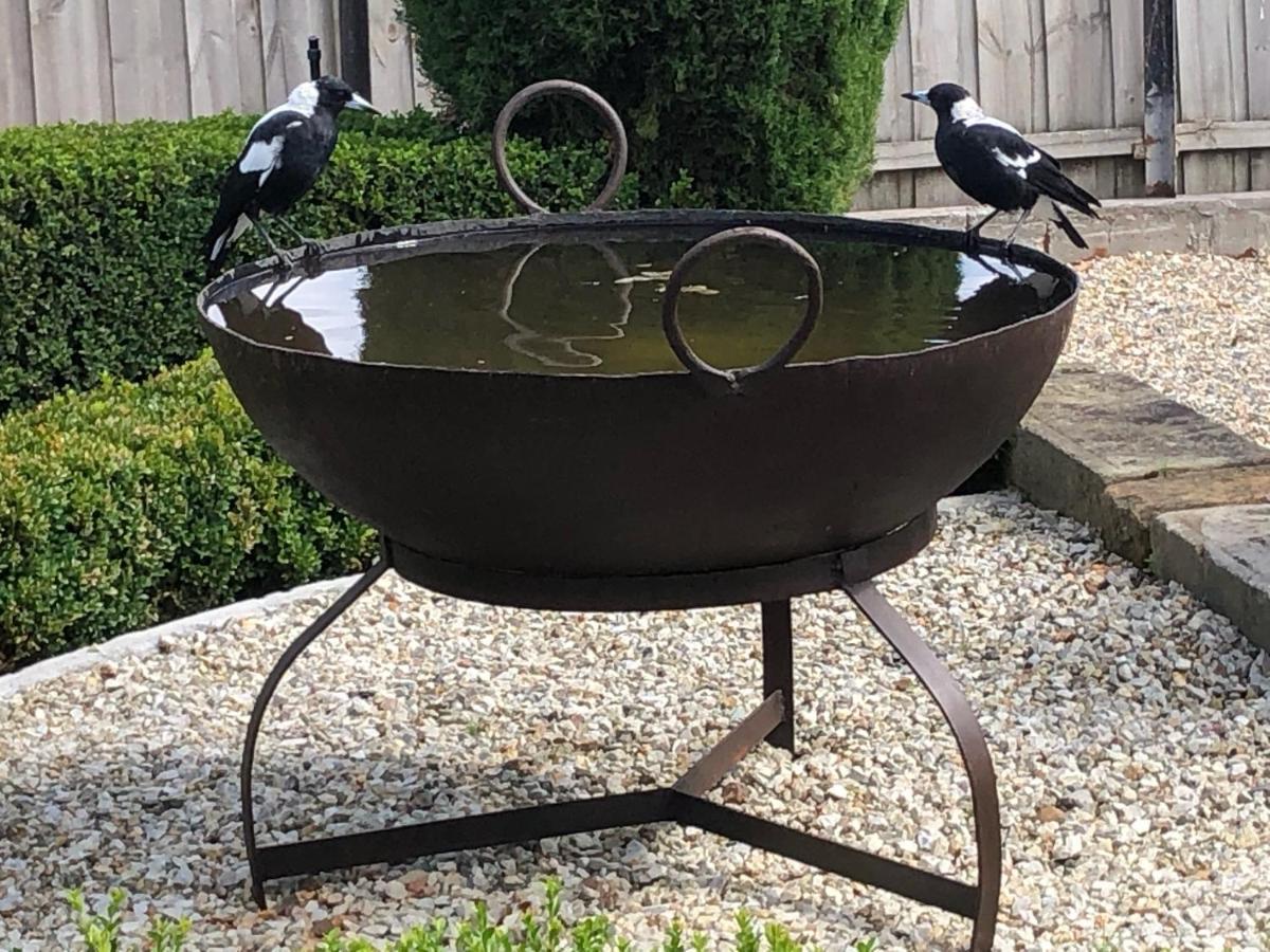 The Rivulet Bed & Breakfast Sandy Bay Exterior photo Magpies drinking at a bird bath