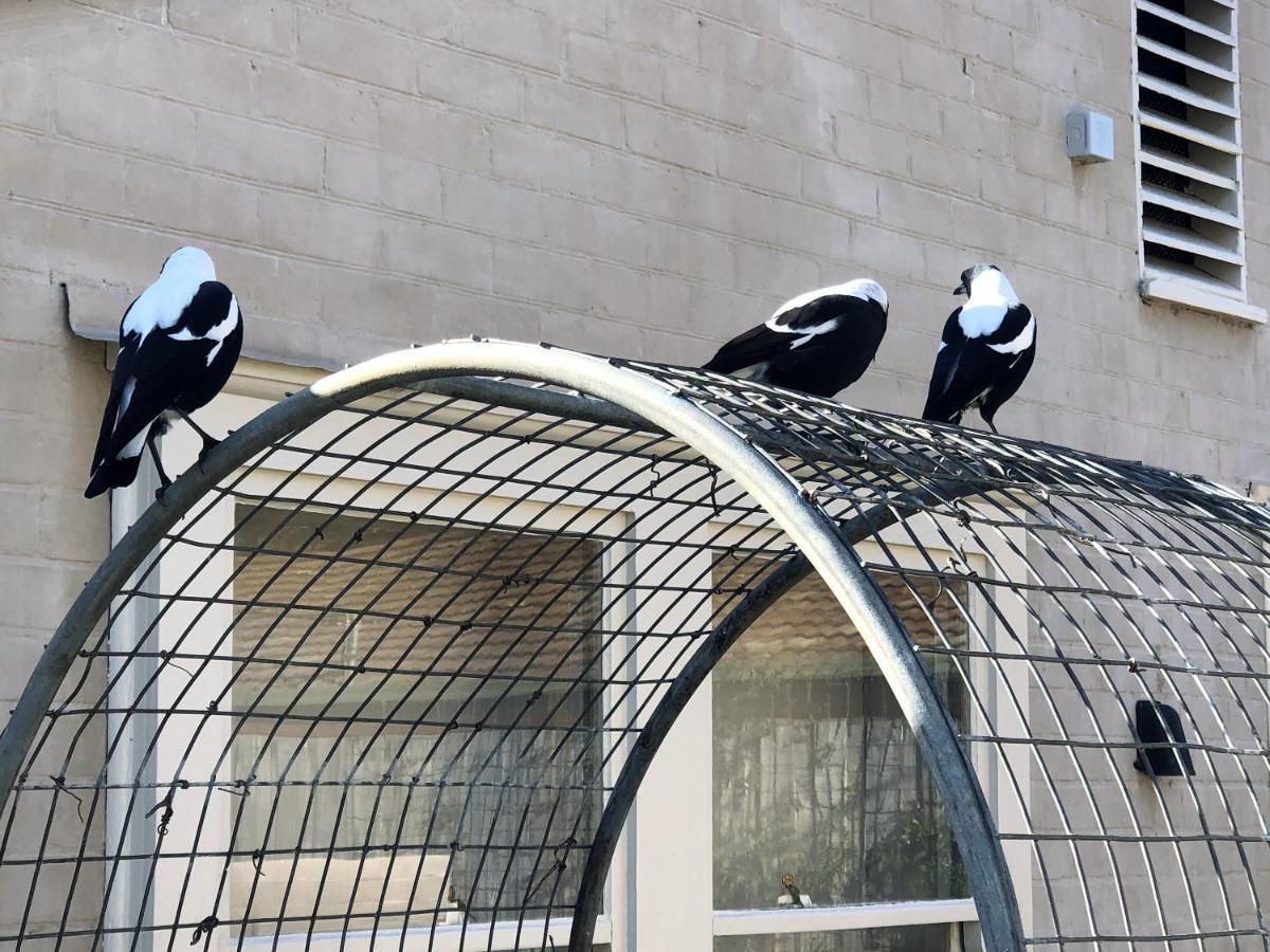 The Rivulet Bed & Breakfast Sandy Bay Exterior photo Magpies at the MCG