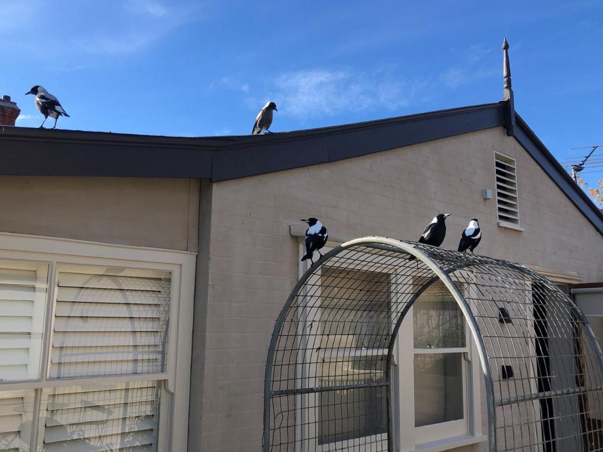 The Rivulet Bed & Breakfast Sandy Bay Exterior photo Magpies on a house in Sydney